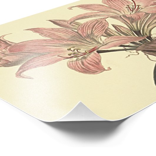 Pink Belladonna Lily Botanische Illustration Fotodruck (Ecke)