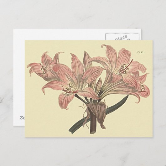 Pink Belladonna Lily Botanische Illustration Postkarte (Vorne/Hinten)