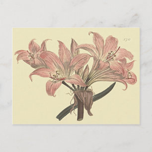 Pink Belladonna Lily Botanische Illustration Postkarte