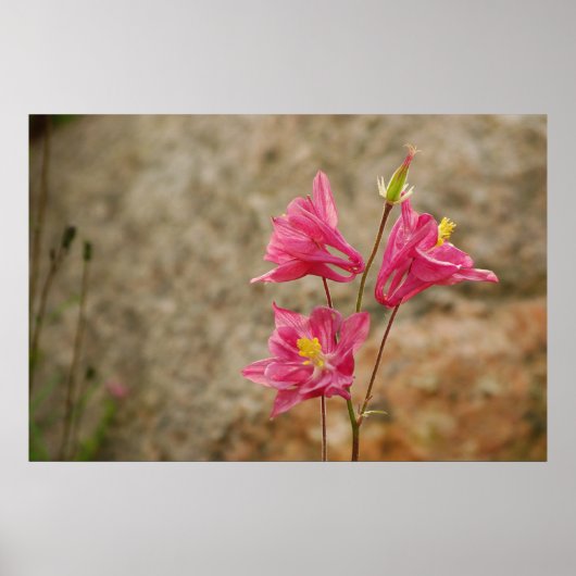 Pink Bellblumen Poster (Vorne)