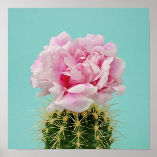 Pink Bloom Atop Spiky Cactus Poster (Vorne)
