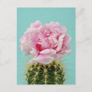 Pink Bloom Atop Spiky Cactus Postkarte