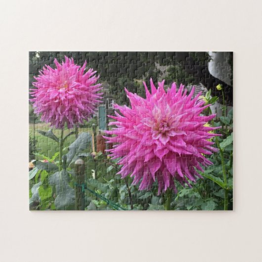 Pink Blooming Dahlia Blume Puzzle (Horizontal)