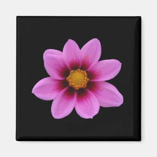 Pink Blossom Magnet (Vorne)