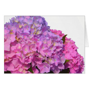 Pink Blue Hydrangeas elegante rosa violette Blumen