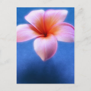 Pink & Blue Plumeria Frangipani Hawaii Blume Postkarte