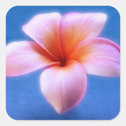 Pink & Blue Plumeria Frangipani Hawaii Blume Quadratischer Aufkleber (Vorderseite)