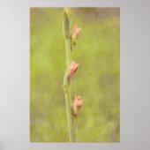Pink Blume Buds Gladiolus Art Poster (Vorne)