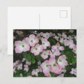 Pink Blume DICKE Postkarte (Vorne/Hinten)