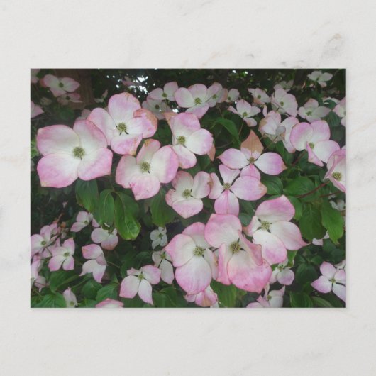Pink Blume DICKE Postkarte (Vorderseite)