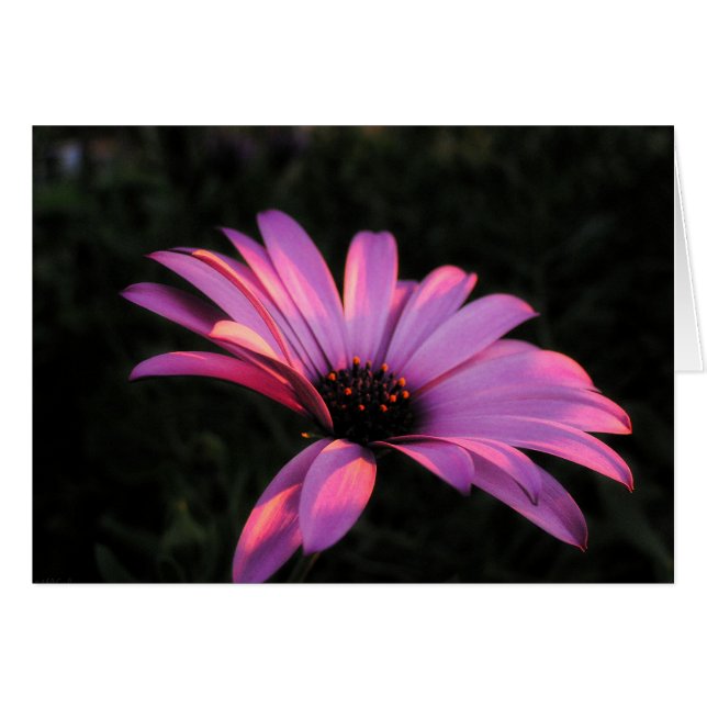 Pink Blume Petals Card (Vorderseite (Horizontal))