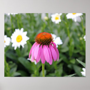 Pink Blume Poster