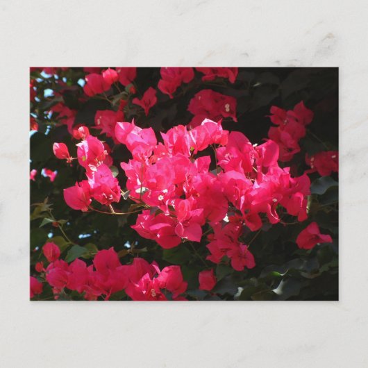 Pink-Blume-Postkarte Postkarte (Vorderseite)