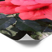 Pink Blume Value Poster Paper (Ecke)