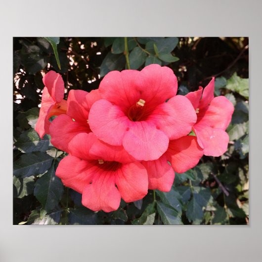 Pink Blume Value Poster Paper (Vorne)