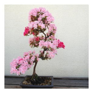 Pink Bonsai Tree Fotodruck