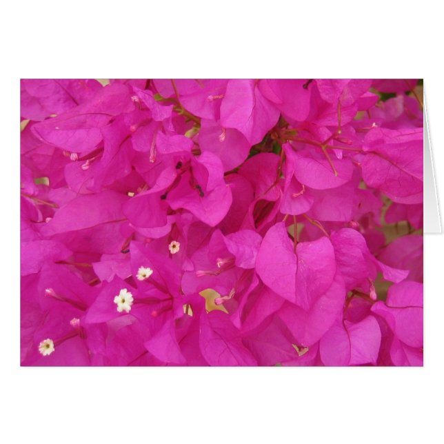 Pink Bougainvillea Blume (Griechenland) (Vorderseite (Horizontal))