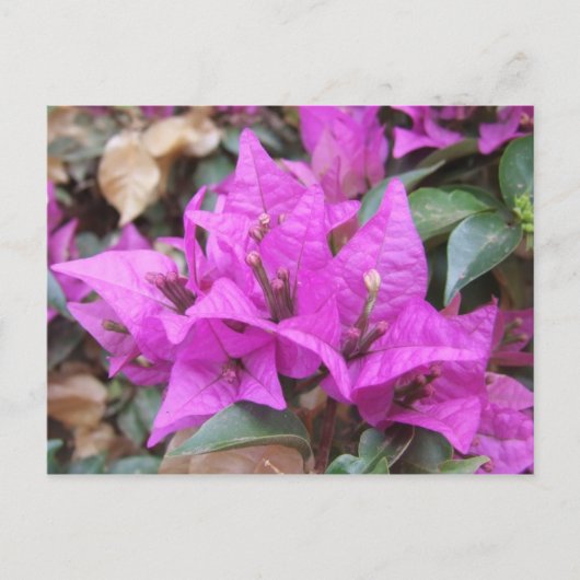 Pink Bougainvillea Blume Postcard Postkarte (Vorderseite)