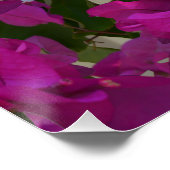 Pink Bougainvillea Blume, Poster (Ecke)