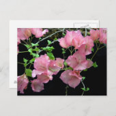 Pink Bouganvilla Cluster Postkarte (Vorne/Hinten)
