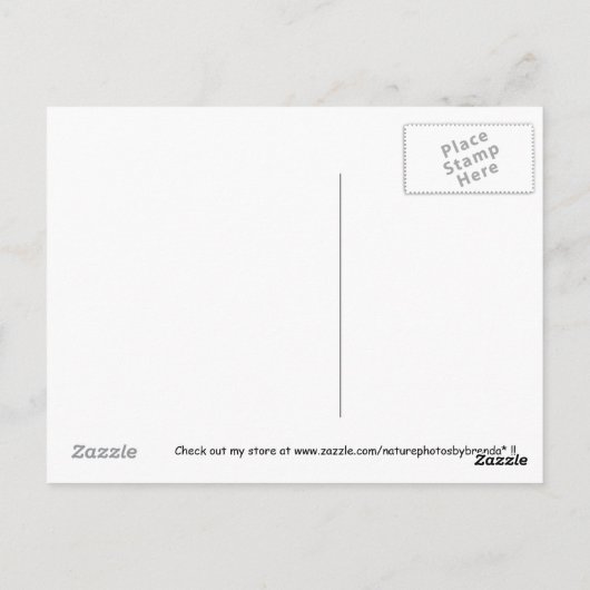 Pink Bouganvilla Cluster Postkarte (Rückseite)