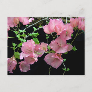 Pink Bouganvilla Cluster Postkarte
