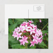 Pink Bouquet Postkarte (Vorne/Hinten)
