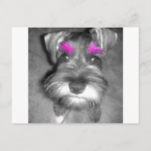 Pink Brow Miniatur Schnauzer Welpenrock & Roll Postkarte