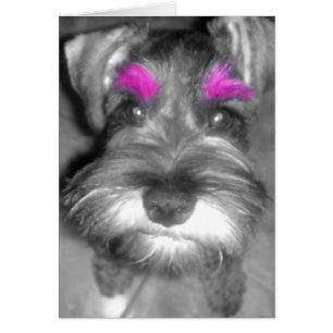 Pink Brow Schnauzer