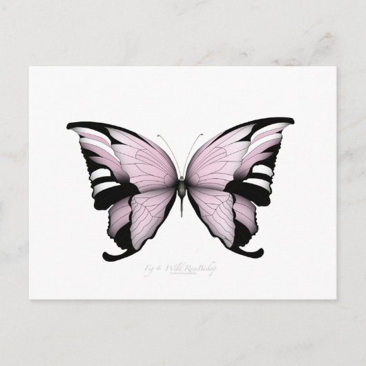Pink Butterfly Wild Rose Bishop Postkarte (Vorderseite)