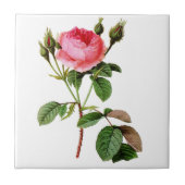 Pink Cabbage Rose von Pierre Joseph Redoute Fliese (Vorderseite)