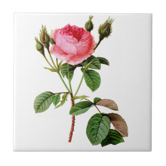 Pink Cabbage Rose von Pierre Joseph Redoute Fliese