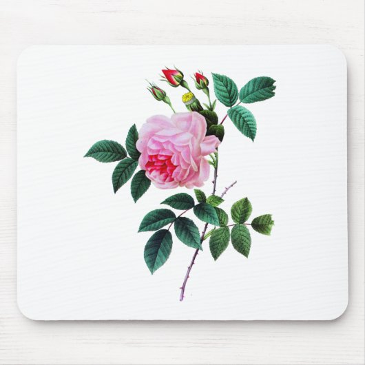Pink Cabbage Rose von Pierre Joseph Redoute Mousepad (Vorne)