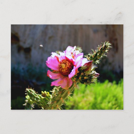 Pink Cactus Bloom mit fliegendem Bug Postkarte (Vorderseite)