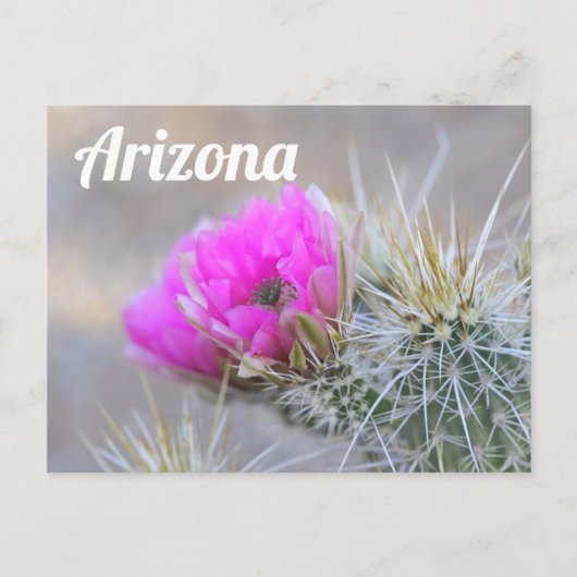 Pink Cactus Blooms, Arizona Postkarte (Vorderseite)