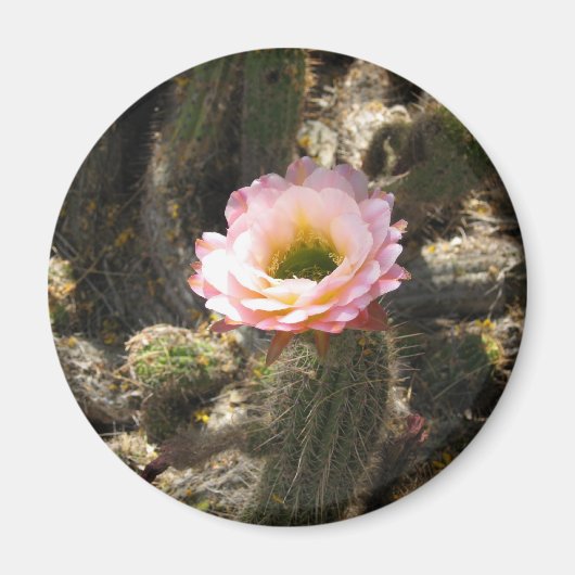Pink Cactus Blume Magnet (Vorne)