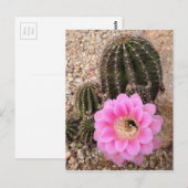 Pink Cactus Blume Postkarte (Vorne/Hinten)