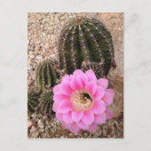 Pink Cactus Blume Postkarte (Vorderseite)