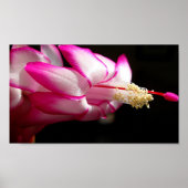 Pink Cactus Blume Print Poster (Vorne)