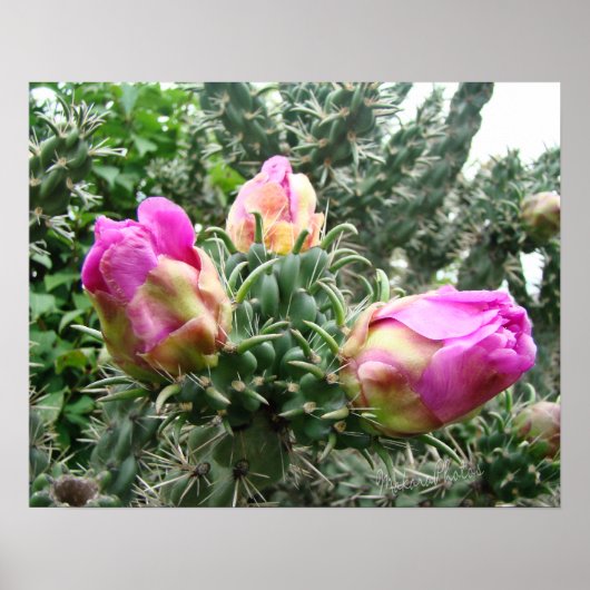 Pink Cactus Print Poster (Vorne)