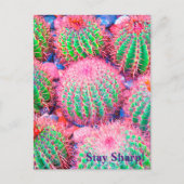 Pink Cactus succulents Postkarte (Vorderseite)
