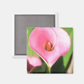 Pink Cala Lily Magnet (Vorderseite/Rückseite)