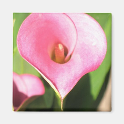 Pink Cala Lily Magnet (Vorne)