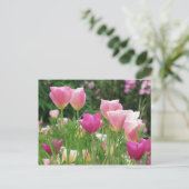Pink Californian Poppies Postkarte (Stehend Vorderseite)