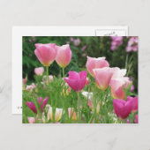 Pink Californian Poppies Postkarte (Vorne/Hinten)
