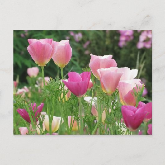 Pink Californian Poppies Postkarte (Vorderseite)
