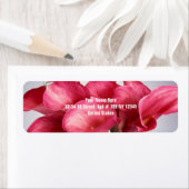Pink Calla Lilies (Insitu)