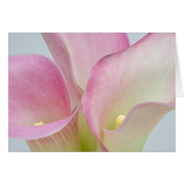 Pink Calla Lilies (Vorderseite (Horizontal))