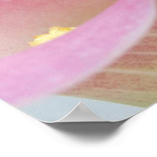 Pink Calla Lilies Poster (Ecke)