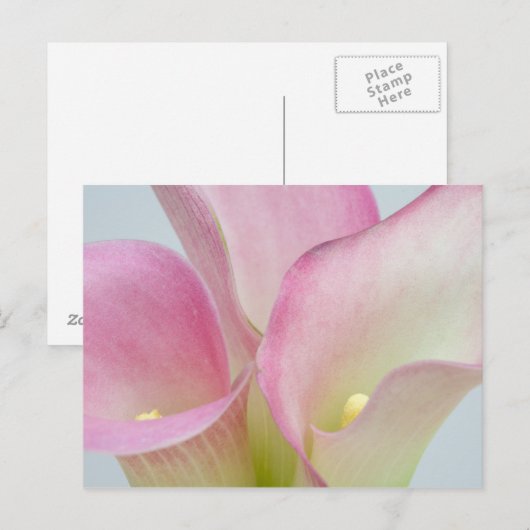 Pink Calla Lilies Postkarte (Vorne/Hinten)